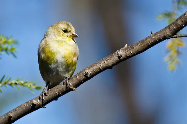 Goldfinch fêmea empoleirada em uma árvore — Fotografia de Stock