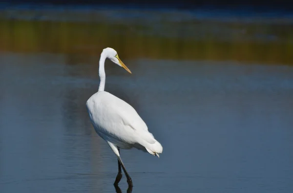 Great Egret Hunting for Fish — Stock Photo, Image