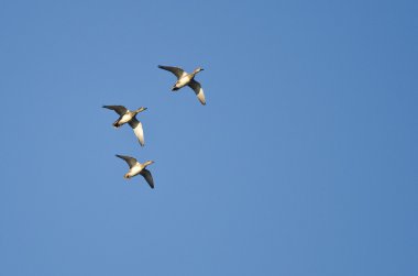 Üç Amerikalı Dul Mavi Gökte Uçuyor