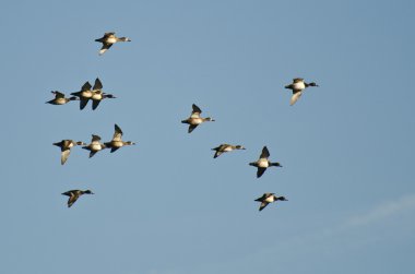 Yüzük - boyunlu mavi gökyüzünde uçan ördek sürüsü