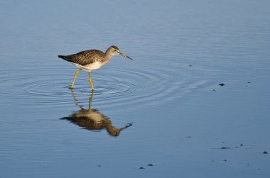 sığ suda yalnız kum kuşu