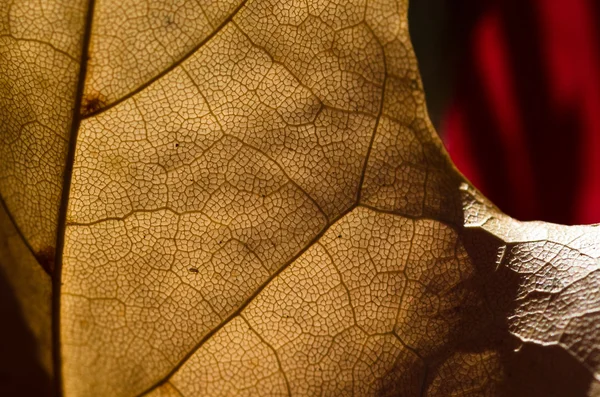 Nature Abstract - Epidermis Cells and Veins of a Dying Leaf — Stock Photo, Image