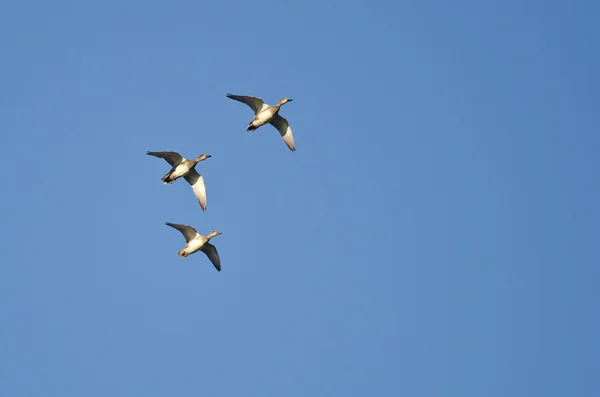 Trois Wigeons américains volant dans un ciel bleu — Photo
