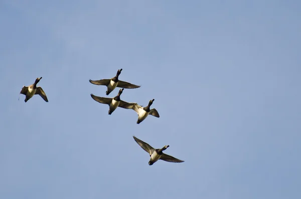 Kudde van Ring - Necked eenden vliegen in een blauwe hemel — Stockfoto