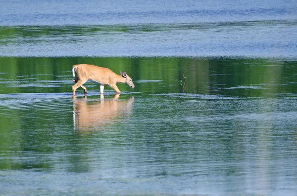 Cerf s'élançant dans l'eau — Photo