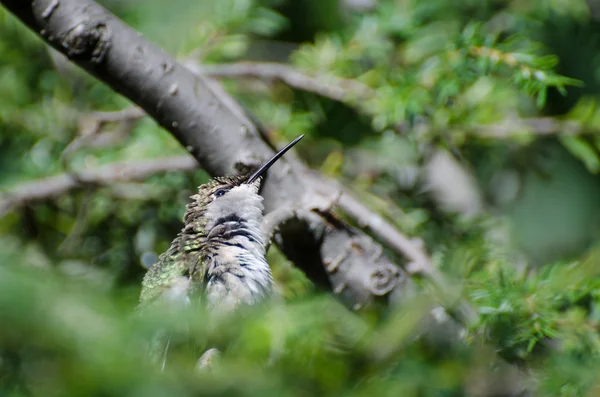 Ruffled Hummingbird Looking For Trouble — Stock Photo, Image