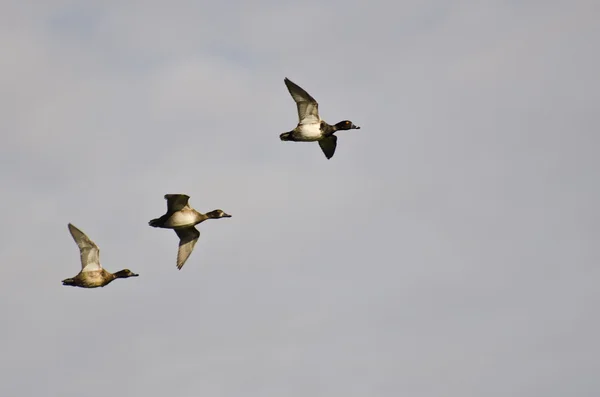 Flock of Ring-Necked Ducks Flying in a Cloudy Sky — Stock Photo, Image