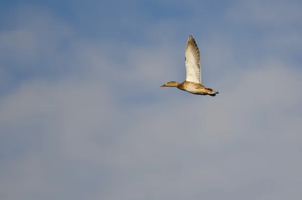 Canard colvert femelle volant dans un ciel nuageux Sk — Photo