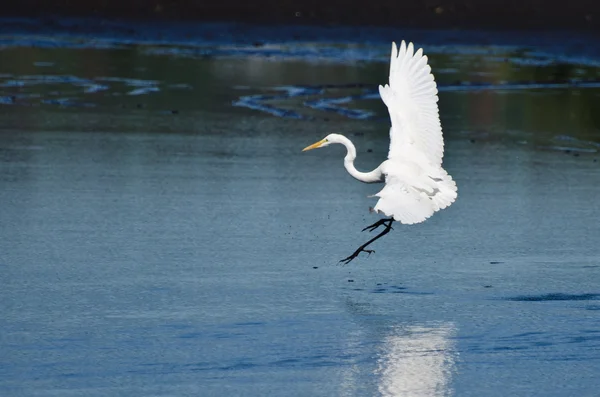 Great Egret Aterrizaje en aguas poco profundas — Foto de Stock