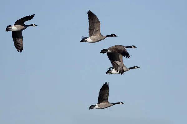 Flock of Canada Gęsi latające na błękitnym niebie — Zdjęcie stockowe