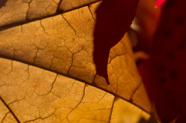 Nature Abstract - Cells and Veins of a Dying Leaf — Stock Photo, Image