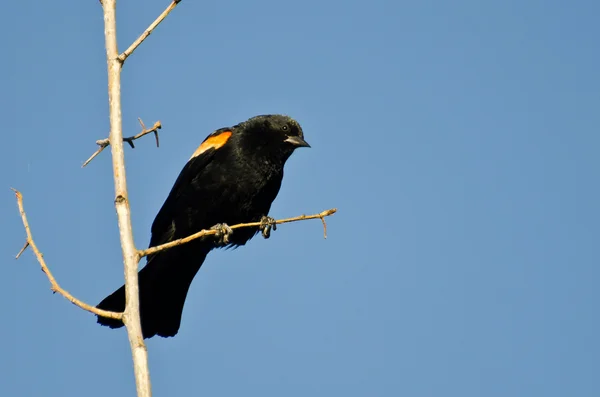 Pájaro negro alado rojo encaramado en el árbol — Foto de Stock