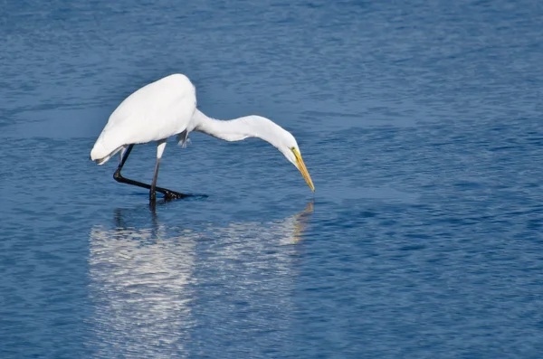 Great Egret Hunting for Fish — Stock Photo, Image