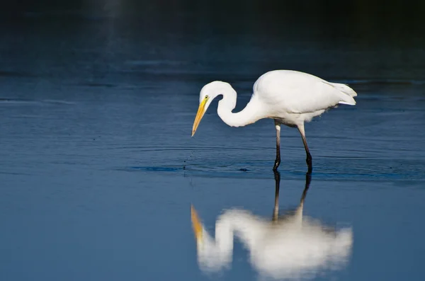 Grande Egret caça para peixes — Fotografia de Stock