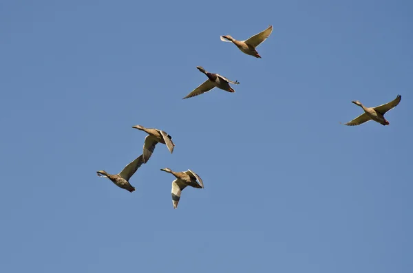 Mavi Gökte Uçan Mallard Ördekleri Sürüsü — Stok fotoğraf