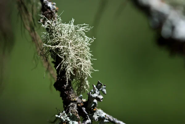 Natuur Abstract - gele boom Moss — Stockfoto