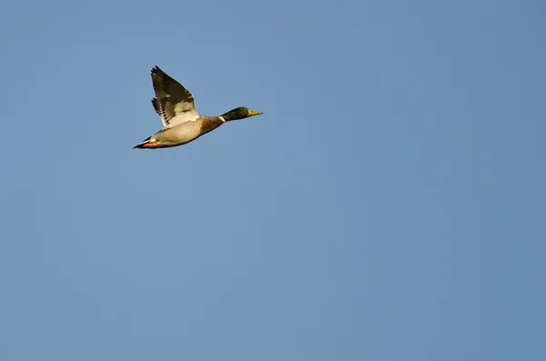 青い空を飛ぶマガモ — ストック写真