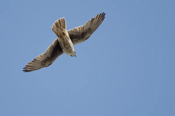 Prairie falcon lov na křídle — Stock fotografie