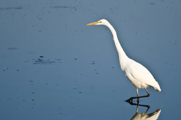 Grande Egret caça para peixes — Fotografia de Stock