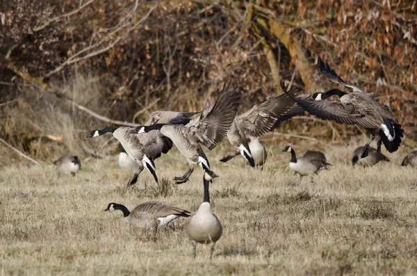 Débarquement de Bernaches du Canada dans un champ d'automne — Photo