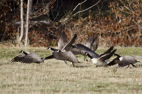 Kanada Kazları Sonbahar Alanından Uçuyor — Stok fotoğraf