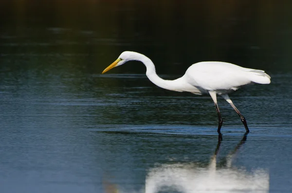 Great Egret Hunting for Fish in Autumn — Stock Photo, Image