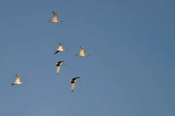 Hejno Short účtoval Dowitchers létání v modré obloze — Stock fotografie