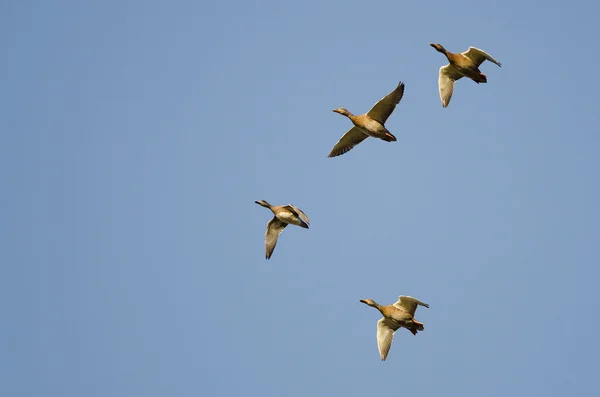 Vier Enten fliegen in einem blauen Himmel — Stockfoto