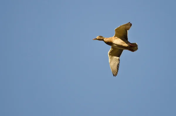 Pato Mallard hembra volando en un cielo azul — Foto de Stock