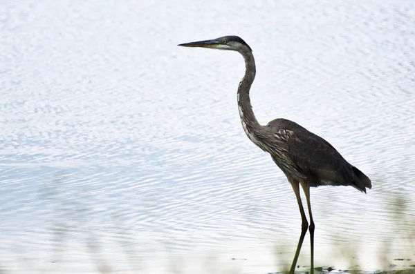 Great Blue Heron na jasnym tle — Zdjęcie stockowe