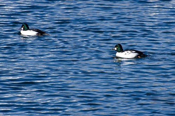 Canards dorés nageant sur l'eau — Photo