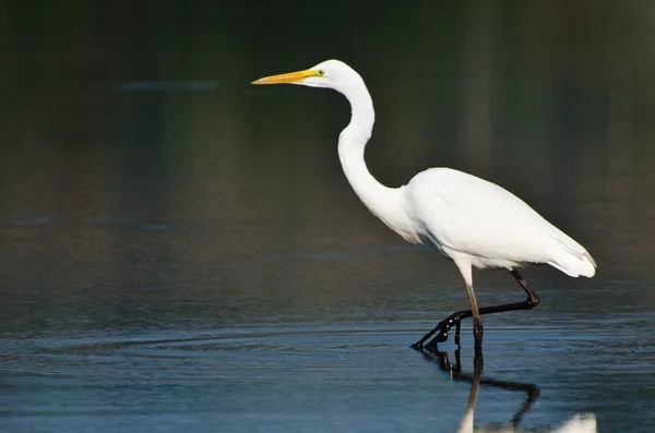 Grande Egret caccia di pesce — Foto Stock