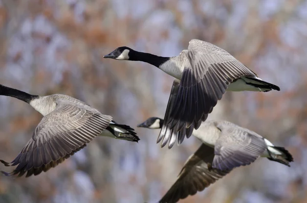 Canada Geese Flying Across the Autumn Woods — Stock Photo, Image