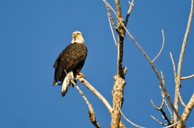Genç kel kartal ölü ağaca tünemiş