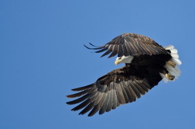 Kel kartal av kanat