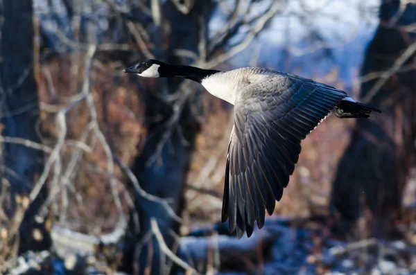 Canada Goose létání nad zimní River — Stock fotografie