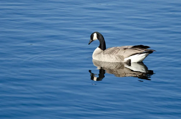 Bernache du Canada reposant sur un lac bleu — Photo