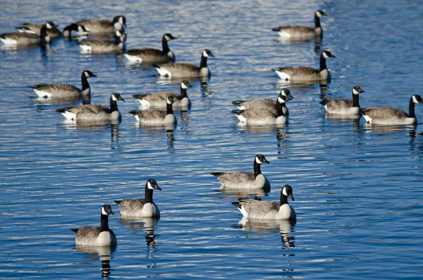 Troupeau d'oies reposant sur un lac d'hiver — Photo