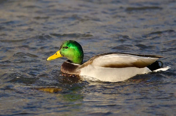 Male Mallard Duck Swimming in a River — Stock Photo, Image