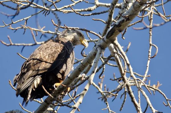 Jonge Bald Eagle jacht terwijl zat in een boom — Stockfoto