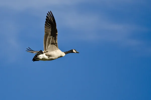 Ganso solitario de Canadá volando en un cielo azul —  Fotos de Stock