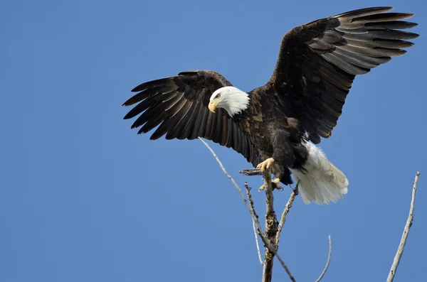Bald Eagle jakt uppifrån trädet — Stockfoto