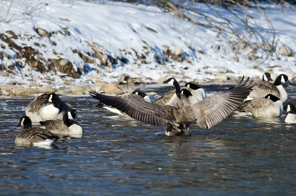 Canada Goose Stretching its Wings Standing in a Winter River — стоковое фото