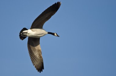 Yalnız Kanada Kaz 'ı Mavi Gökte Uçuyor