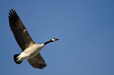 Yalnız Kanada Kaz 'ı Mavi Gökte Uçuyor