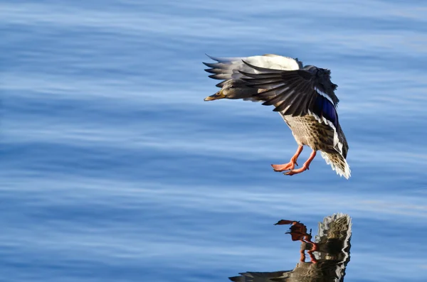 Mallard Duck Coming in for a Landing on the Blue Water — Stock Photo, Image