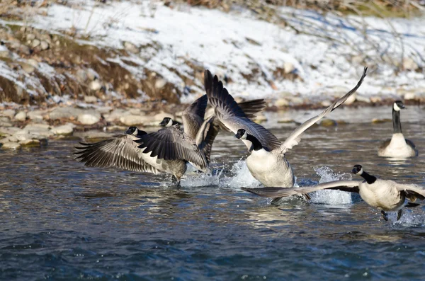 Gregge di oche canadesi che decollano da un fiume invernale — Foto Stock