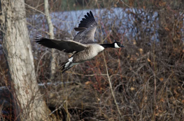 Kanadagans fliegt über einen Fluss — Stockfoto