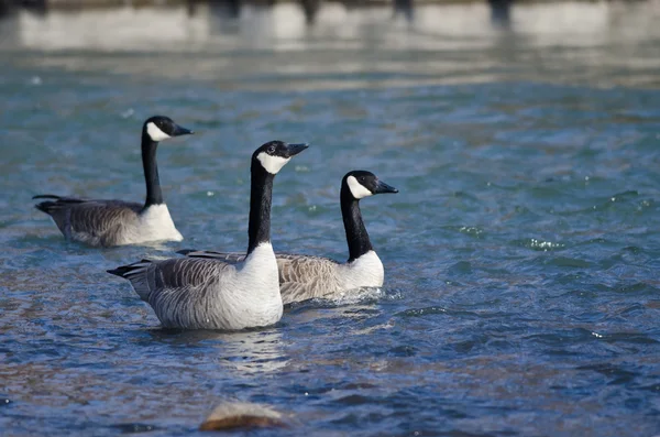 Drie Canadese ganzen zwemmen in het blauwe Water — Stockfoto