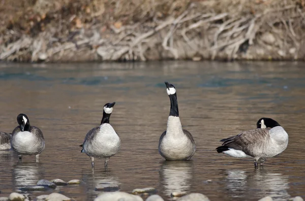 Canada Goose zingen van vreugde in de rivier — Stockfoto